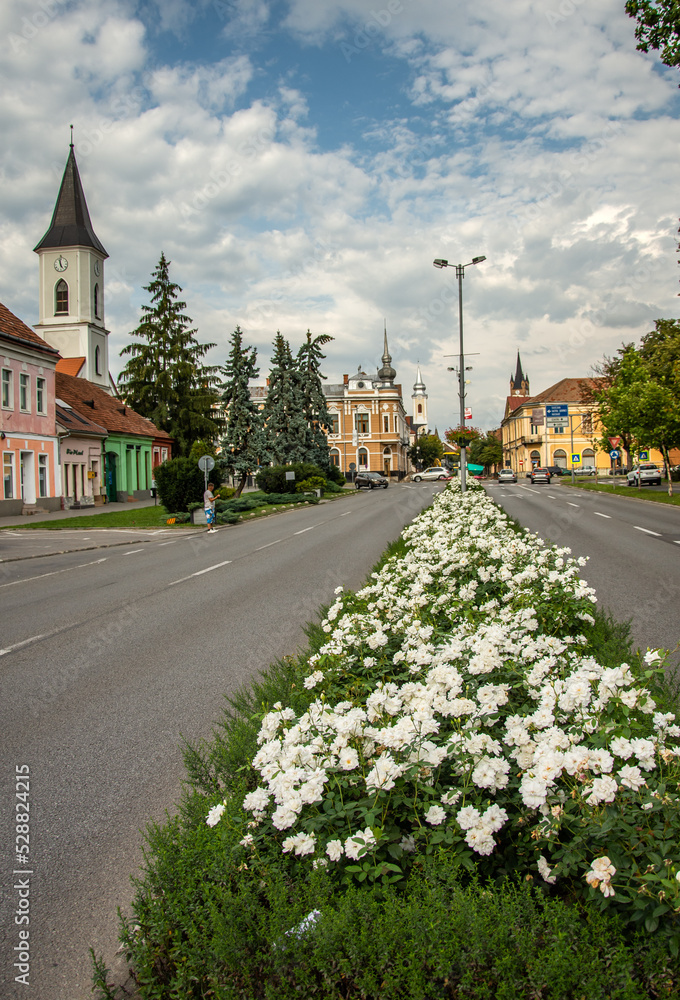 Romania, white roses on Independentei Boulevard in Bistrita, 2022