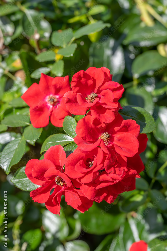 fleurs de camélia rouges avec des pétales au soleil et des feuilles vertes fleurs de camélia rouges avec des pétales au soleil et des feuilles vertes
