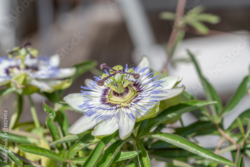 fleur de la passion, passiflore dans un jardin photo