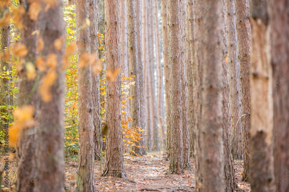 Obraz premium Path through the birch trees in autumn