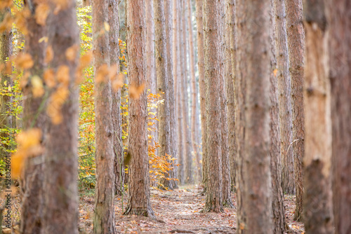Path through the birch trees in autumn