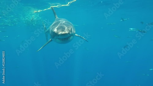 Female White Shark with a damaged dorsal fin