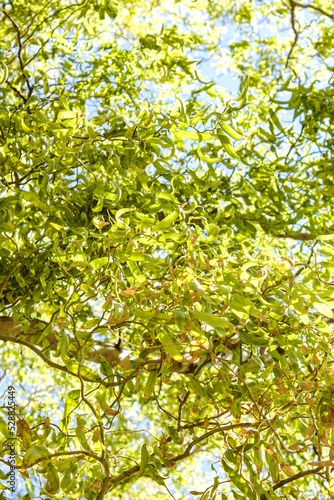 Vivid and leafy Ficus leaves with sky background