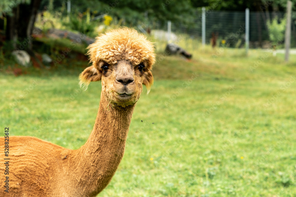 Alpaca Camelid staring with a Questionable Look