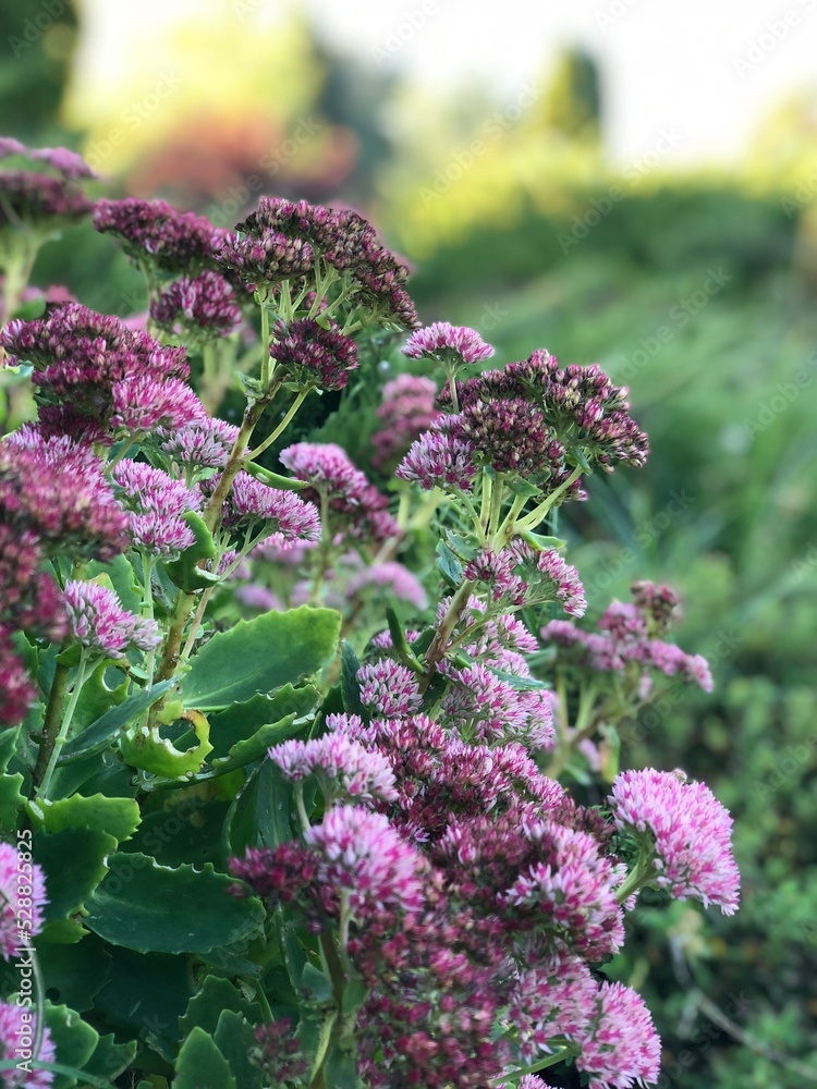 Obraz premium flowers in the garden