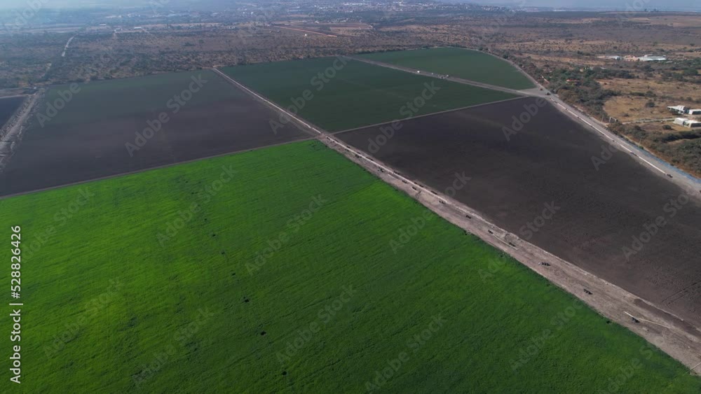 aerial of green plots of land filled with garlic and asparagus farms in ...