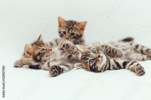 Three cute one month old kittens on a furry white blanket.
