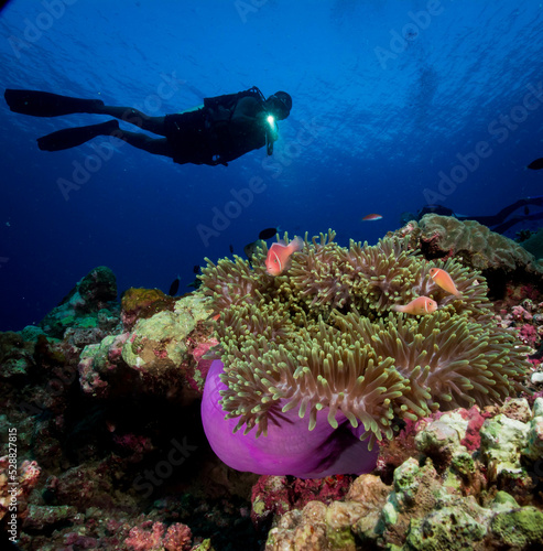 scuba diver and coral reef