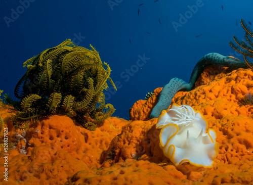 Coral and Nuni branch