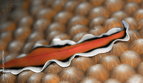 Flat worm underwater