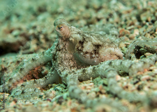 Octopus juvenile