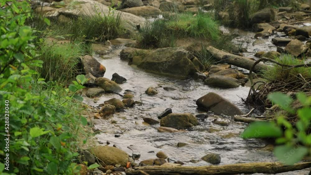 Stream flows on stones with clear water in wild highland