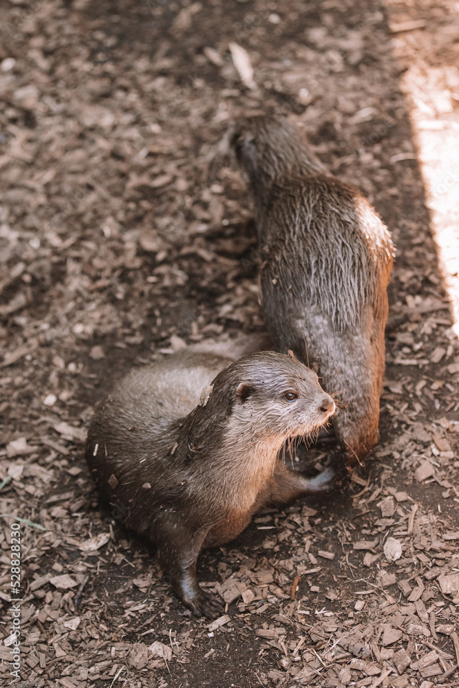 Brown otter looking away from the camera. Otter on a rock in the wilderness looking forward.