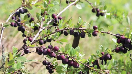 Ripe ussuri plums hanging from tree branch ready to be harvested. Ripe Prunus ussuriensis on tree branch in orchard. Fresh organic fruits with green leaves on plum tree branch in fruit garden footage photo