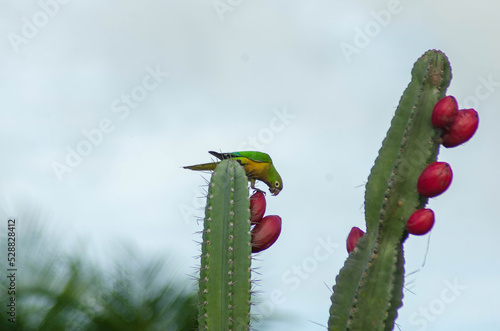 PERIQUITO DA CAATINGA (EUPSSITULLA CACTORUM) CACTUS PARAKEET photo