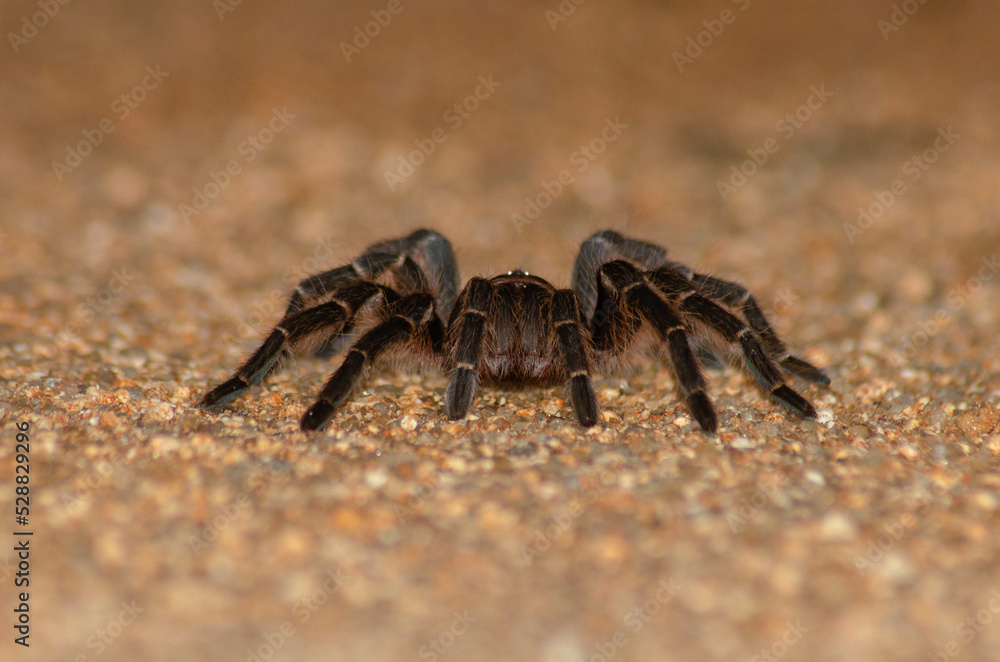 ARANHA CARANGUEJEIRA 