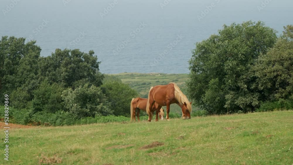 Horses eat fresh green grass on farmland near lush trees Horses eat fresh green grass on farmland near lush trees