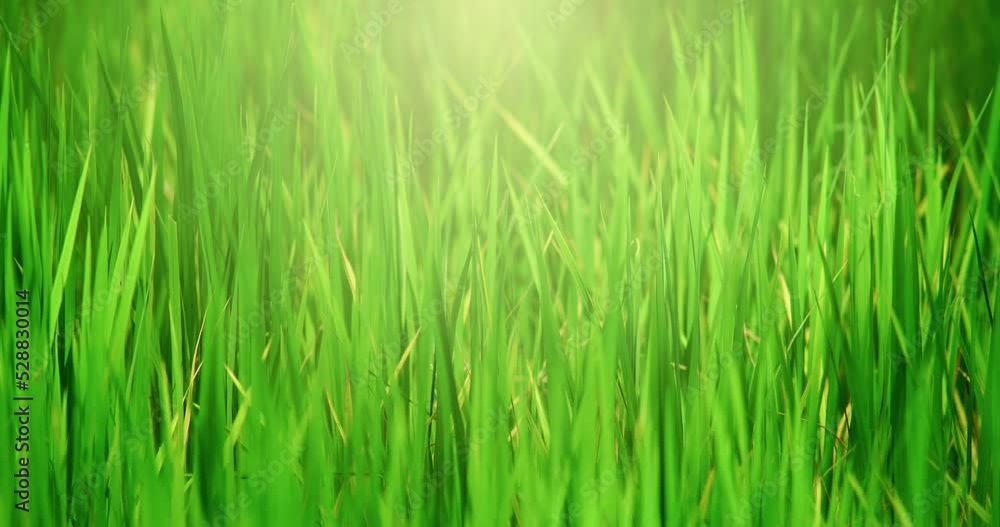 Beautiful green rice fields and warm morning sunlight. Apple ProRes 4:2:2HQ Beautiful green rice fields and warm morning sunlight. Apple ProRes 4:2:2HQ