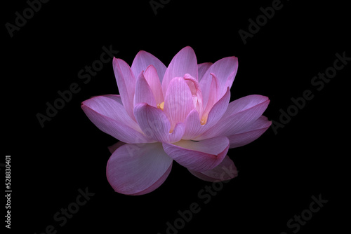 Close-up of bright pink lotus flower in full bloom isolated on dark background  taken in Kyoto garden in Japan during my romantic honeymoon