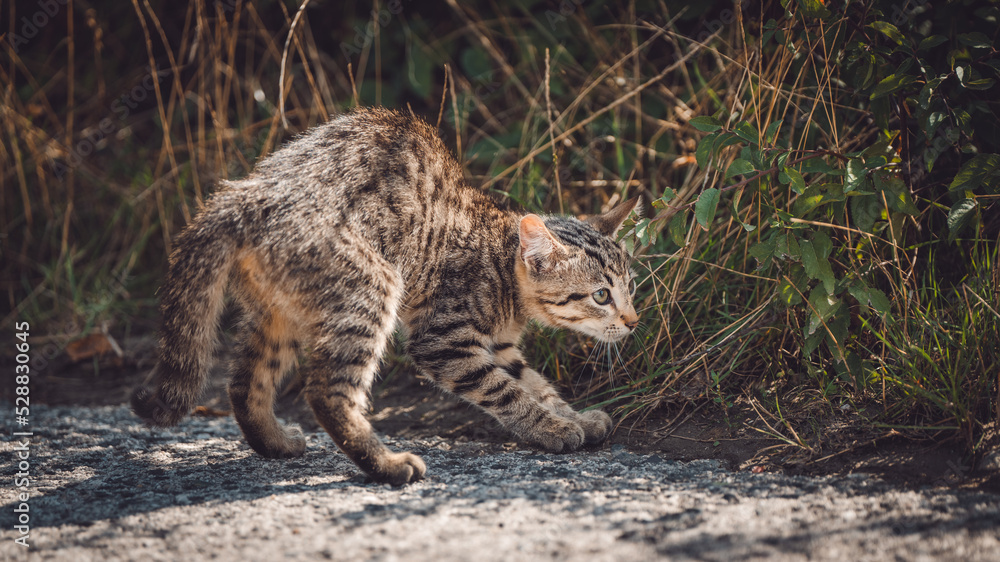 Fototapeta premium Wild kitten hunting