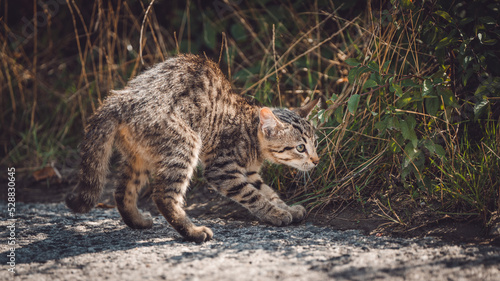 Wild kitten hunting