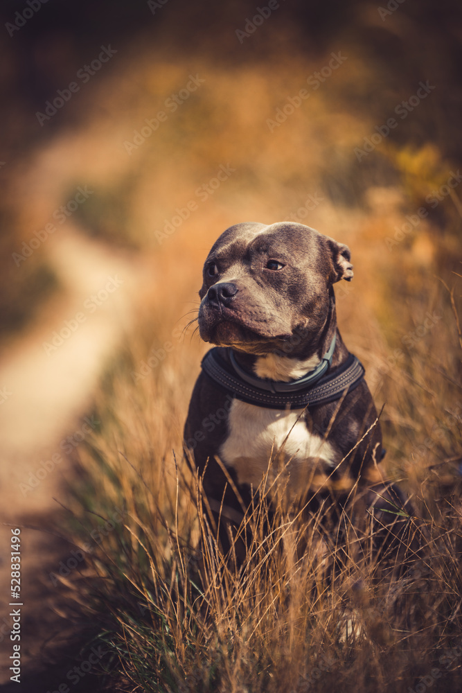 Staffordshire bull terrier portrait
