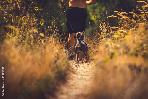 Staffordshire bull terrier running with owner