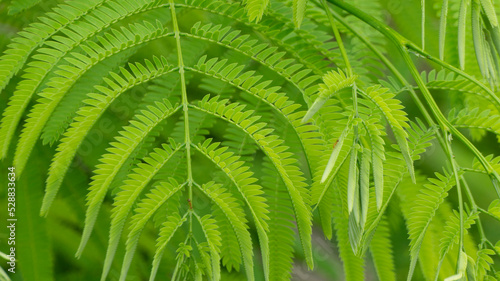 Samanea saman shoots, which grow from the trunk of a fallen tree. This plant is a long-lived tree species. With a hard wood texture suitable for furniture photo