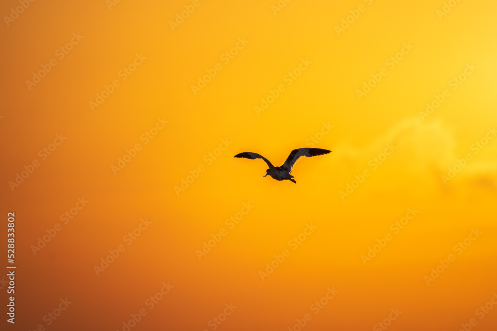 Fototapeta premium Water bird pied avocet, lat. Recurvirostra avosetta, flies over the lake in orange sunset light. The pied avocet is a large black and white wader with long, upturned beak