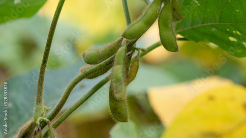 Soybean plant  harvest time. Soybean is a product with high vegetable protein which is usually processed as milk and other products.