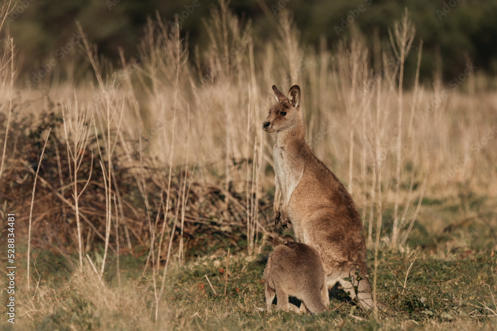 Eastern Grey Kangaroo with ears pricked and standing in the grazing fields of Eurobodalla National Park Eastern Grey Kangaroo with ears pricked and standing in the grazing fields of Eurobodalla National Park