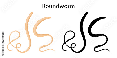 parasites worms in domestic animals roundworm