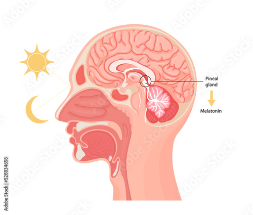 Melatonin hormone. Pineal gland anatomical cross section.