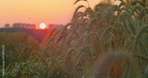 Pink sunset over wheat ears. Summer harvest. Countryside industrial rural scene. Fertile soil, ready for oktoberfest in Munich 2022, crop yield. Agriculture industry. photo