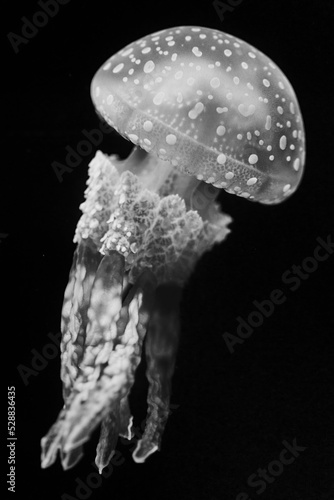 jellyfish in the dark