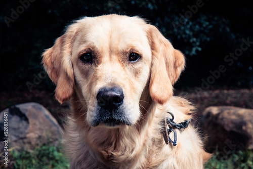 Golden Retriever head only looking straight into the camera