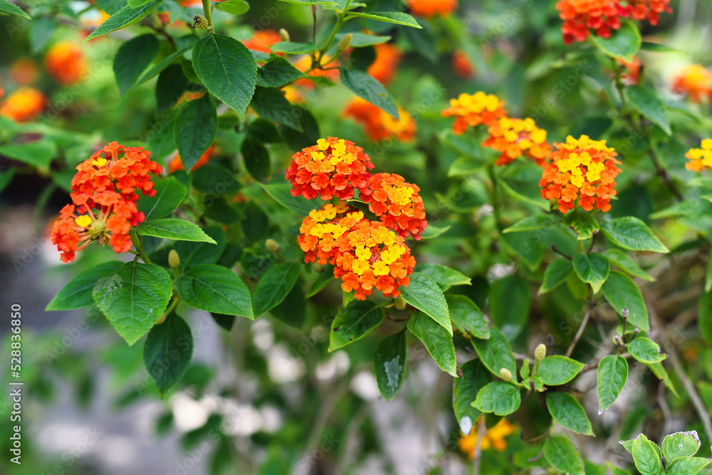 Lantana camara (common lantana) flowers growing in Nha Trang Vietnam Lantana camara (common lantana) flowers growing in Nha Trang Vietnam