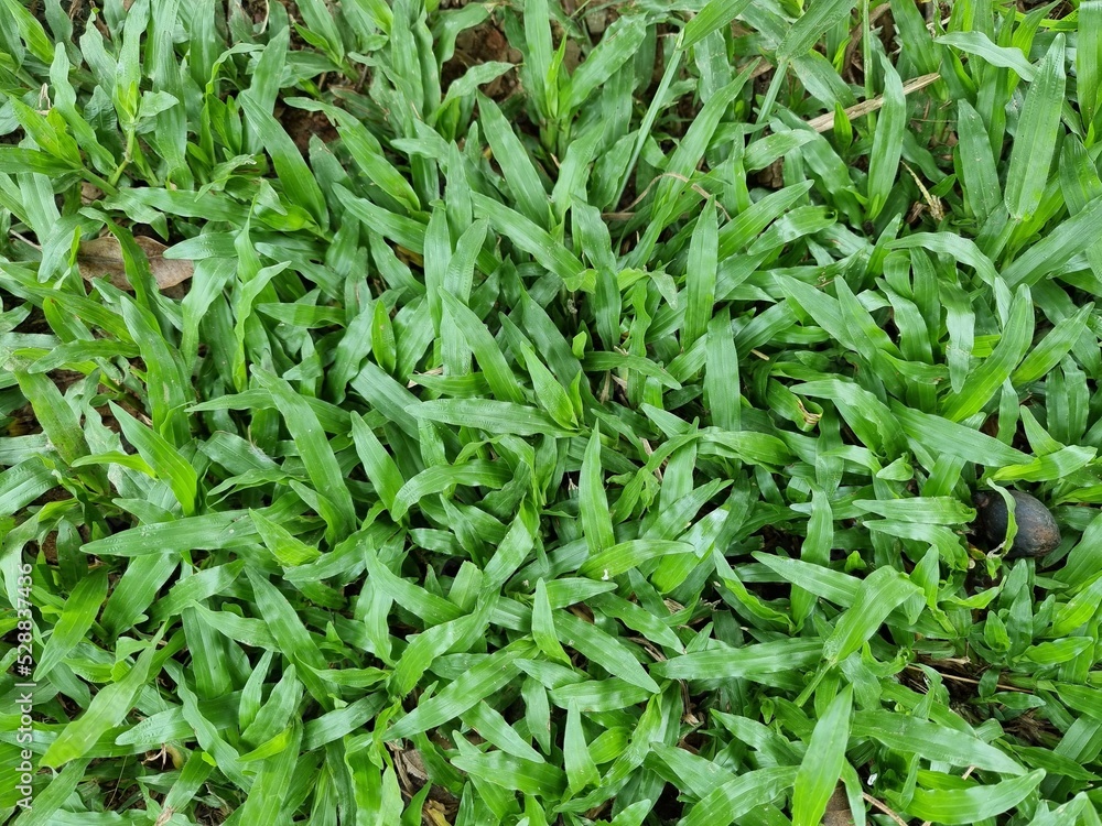 green grass texture background Top view of bright grass garden Idea concept used for making green backdrop, lawn for training football pitch, Grass Golf Courses green lawn pattern textured background green grass texture background Top view of bright grass garden Idea concept used for making green backdrop, lawn for training football pitch, Grass Golf Courses green lawn pattern textured background