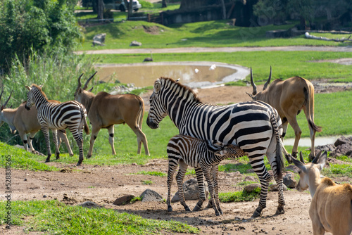Equus quagga zebra and baby zebra, around antelope, baby zebra is feeding, african animals. Mexico, photo