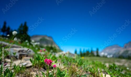 Indian paintbrush flowers along a mountain trail in Glacier National Park, Montana.  photo
