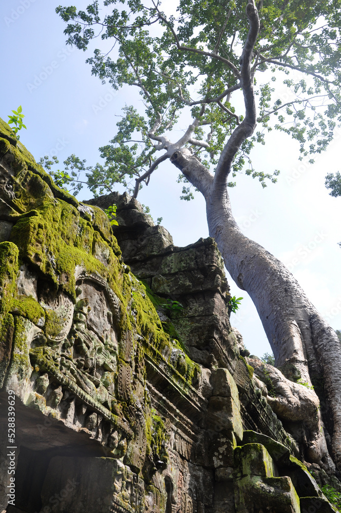 Fototapeta premium Ta Prohm at Angkor Wat