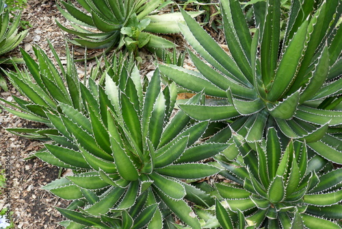 Green succulent plants inside garden 