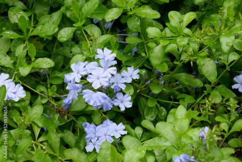 Blue flowers on green plant
