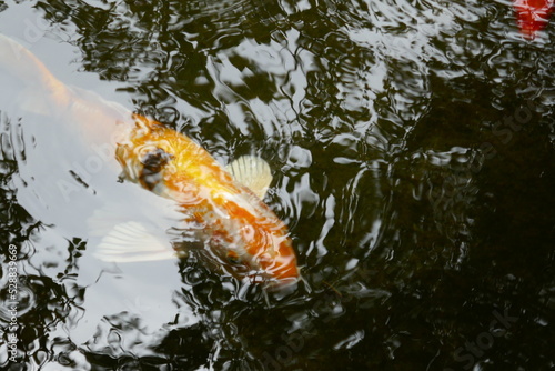 Yellow koi fish in pond