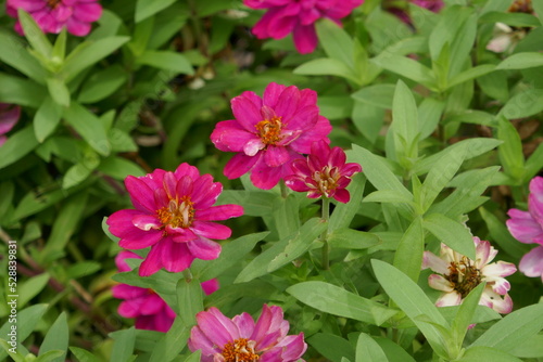 Purple flowers in garden meadow