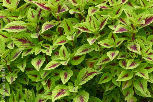 Leaves with burgundy and green