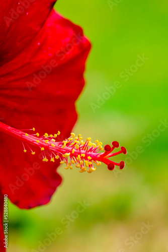 stamens of red hibiscus flowers