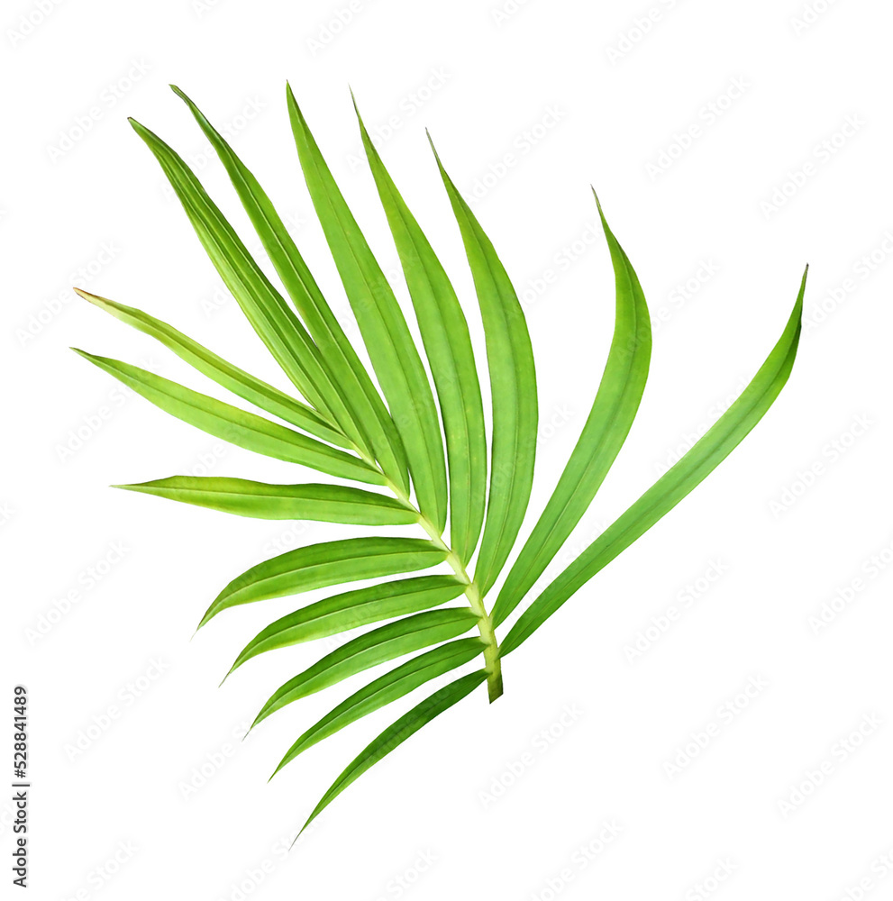 green leaf of palm tree isolated on white background green leaf of palm tree isolated on white background