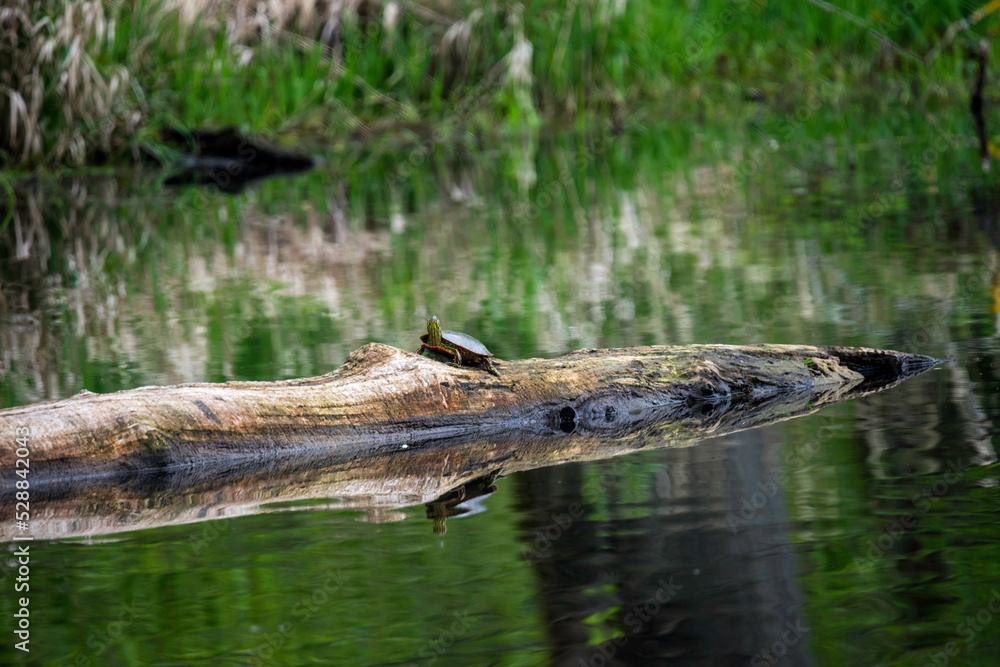 Turtle in Steigerwald Lake National Wildlife Refuge, Camas Washington Turtle in Steigerwald Lake National Wildlife Refuge, Camas Washington