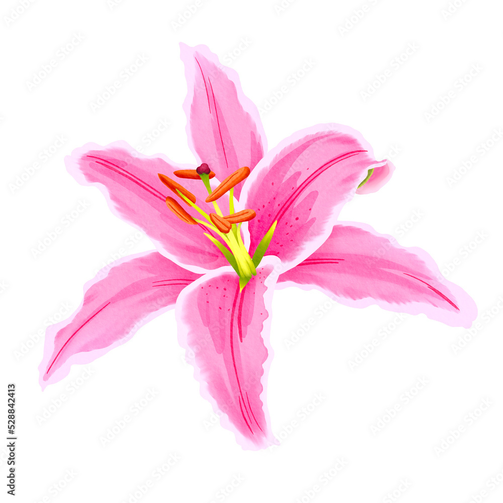 Watercolor lily, elegant pink lilly flower. Hand drawn flower PNG file on transparent background for your design. Watercolor lily, elegant pink lilly flower. Hand drawn flower PNG file on transparent background for your design.